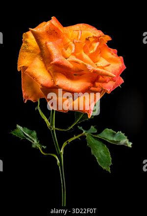 Accattivante rosa arancione con gocce di pioggia su sfondo nero intenso Foto Stock