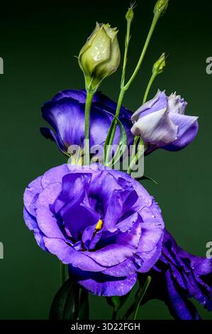 Elegante Eustoma Viola Fiori e gemme su sfondo verde Foto Stock