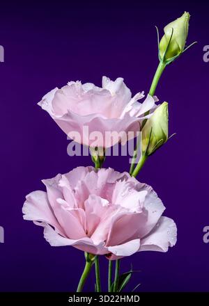 Incantevoli fiori di Eustoma rosa su sfondo viola Foto Stock