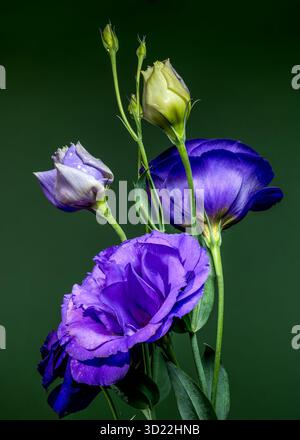 Elegante Eustoma Viola Fiori e gemme su sfondo verde Foto Stock