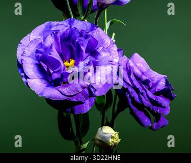 Elegante Eustoma Viola Fiori e gemme su sfondo verde Foto Stock