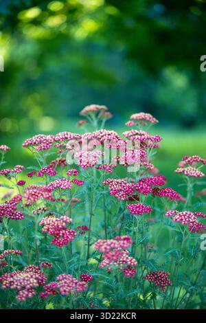 Red Common Yarrow o fiori d'erba tagliati in estate. Pianta ornamentale Achillea millefolium (Paprika) in fiore che cresce nel primo piano del giardino Foto Stock
