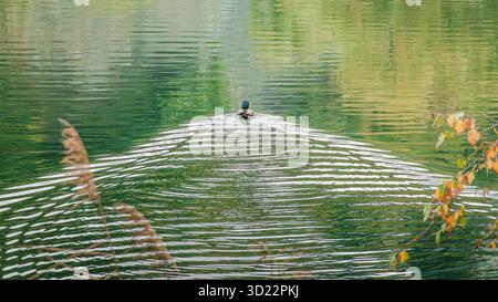 Piccolo lago a Sierre, Canton Vallese, Svizzera, con anatra piccola che crea onde e motivi mentre attraversa il lago Foto Stock