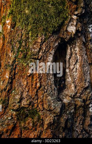La consistenza della corteccia e del muschio verde brillano sotto la luce del tramonto color ambra. Foto Stock