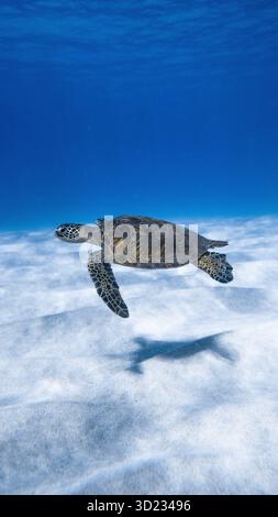Tartaruga di mare verde che nuota su sabbia bianca nell'oceano blu Foto Stock