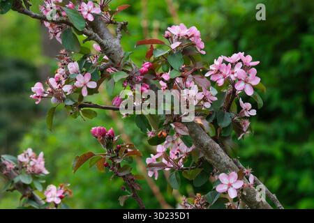 Malus Laura, la mela di granchio Laura, l'albero nano con fiori rosa e bianchi all'inizio della primavera Foto Stock