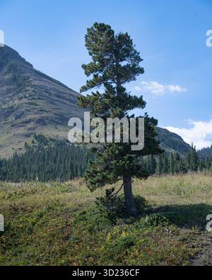 Alto albero sempreverde in un campo erboso con montagne sullo sfondo. Waterton Lakes National Park, Alberta, Canada Foto Stock