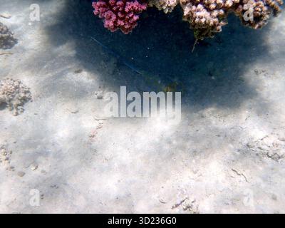Vibrante raggio maculato blu che poggia sul pavimento sabbioso dell'oceano Foto Stock