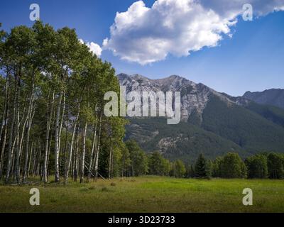 Paesaggio di montagna con una foresta di alberi verdi sotto un cielo azzurro luminoso con soffici nuvole. Waterton Lakes Nation Park, Alberta, Canada Foto Stock