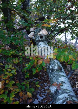 Foresta con fungo White Shelf che cresce sul tronco di betulla in autunno Foto Stock