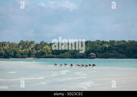 Un gruppo di uccelli si staglia su acque poco profonde con una foresta lussureggiante e una piccola capanna sullo sfondo. Pantai Ngurbloat o Ngurbloat Beach a Kei Kecil, sud-est di Maluku, Indonesia Foto Stock
