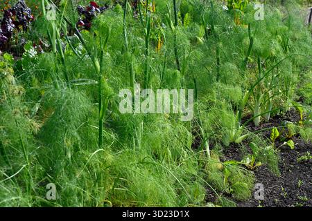 Piante imbullonate e fogliame piumato di finocchio bulbo o fiorentino, noto anche come Foeniculum vulgare o finocchio che cresce in un giardino britannico settembre Foto Stock