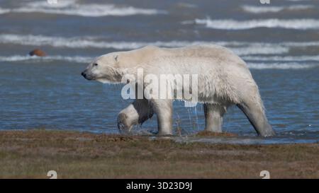 Orso polare che cammina attraverso acque poco profonde vicino a una costa erbosa con onde sullo sfondo. Baia di Hudson, Churchill, Manitoba, Canada Foto Stock