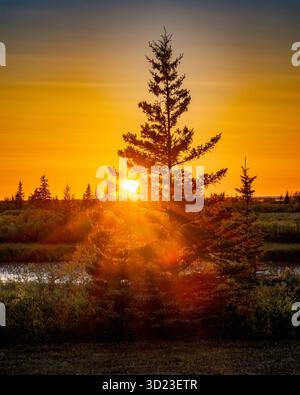 Un vibrante tramonto proietta un caldo bagliore tra gli alberi di pino vicino a un fiume calmo. Baia di Hudson, Churchill, Manitoba, Canada Foto Stock