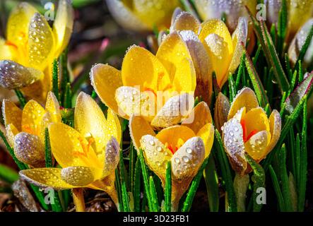 I croci gialli ricoperti di rugiada fioriscono in modo vibrante tra foglie verdi lussureggianti alla luce del sole. Calgary, Canada Foto Stock
