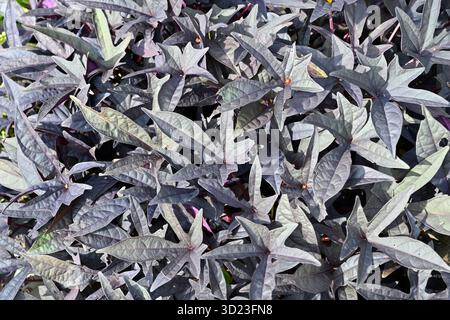 Suggestivo fogliame nero di vite di patata dolce, Ipomoea batatas UK Garden settembre Foto Stock