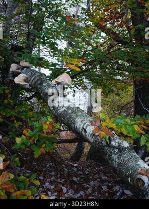 Foresta con fungo White Shelf che cresce sul tronco di betulla in autunno Foto Stock