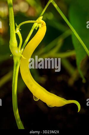 Primo piano di un baccello di fagioli giallo appeso a uno stelo della pianta con gocce di rugiada. Foto Stock
