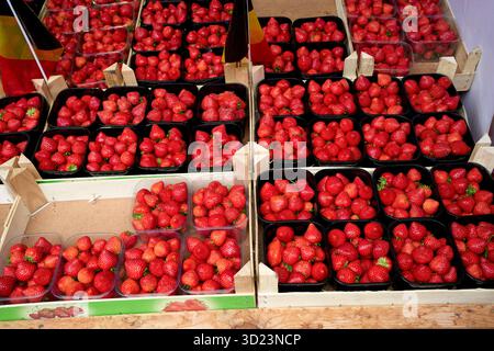 Fragole fresche confezionate in vassoi neri in vetrina. Blankenberge, Fiandre occidentali, Belgio Foto Stock