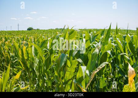 Un vasto campo di mais si estende sotto un cielo azzurro. Foto Stock