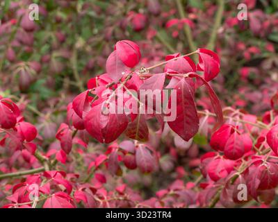 Il brillante fogliame autunnale sul mandrino nano Euonymus alatus 'Compactus Foto Stock