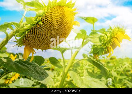 Girasoli in un campo vivace durante la stagione del raccolto. Foto Stock