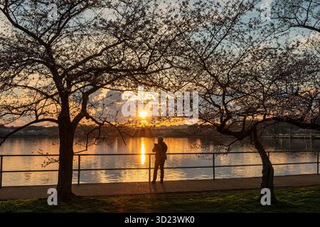 Persona che si staglia davanti al sole tramontare in riva al lago con fiori di ciliegio. WASHINGTON DC, WASHINGTON, USA Foto Stock