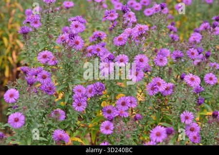 Aster novi belgii, o New England Aster, «Purple Dome» in fiore. Foto Stock