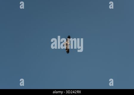 L'uccello vola attraverso il cielo azzurro e limpido, mentre le ali si spalancano in volo. Waterton, Alberta Foto Stock