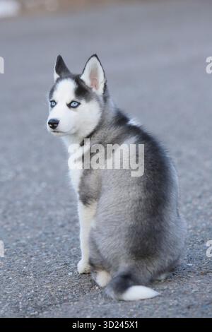 Siberian Husky seduto fuori, guardando indietro Foto Stock