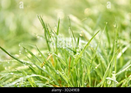 Rugiada fresca mattutina su erba verde brillante alla luce del sole Foto Stock