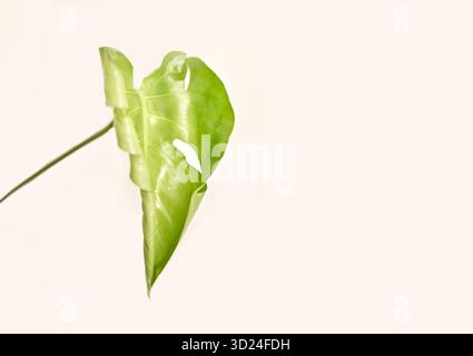 Singola foglia monstera su sfondo chiaro per una semplicità naturale Foto Stock