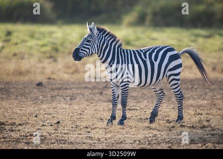 Steppe Zebra (Equus quagga boehmi), alla luce della sera, Masai Mara, Parco Nazionale, Kenya, Africa orientale Foto Stock
