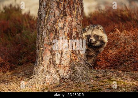 Maschio il cane procione comune (Nyctereutes procyonoides), chiamato anche cane procione cinese o asiatico Foto Stock