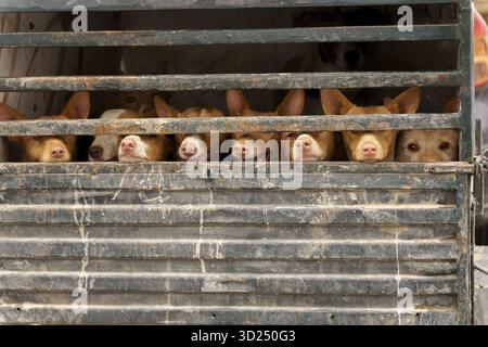 Cani Rehala Podenco in gabbia in un camion da trasporto, in movimento per la giornata di caccia a ronda, malaga, spagna Foto Stock