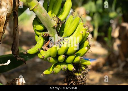 Un vivido primo piano di un grande gruppo di banane verdi appese a un robusto gambo di banane in una fattoria tropicale illuminata dal sole. Perfetto per i temi della raccolta, della frutta fresca, dell'agricoltura e della vita sana Foto Stock