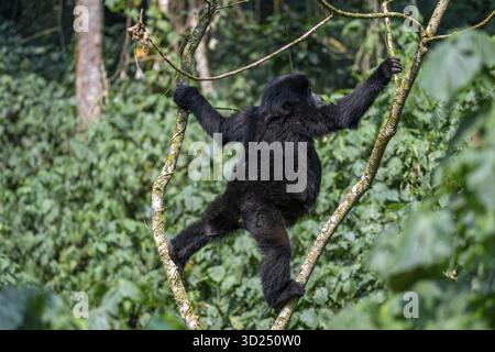 Giovane animale appeso su un albero, gorilla di montagna (Gorilla berengei berengei), Parco Nazionale impenetrabile Bwindi, Uganda Foto Stock