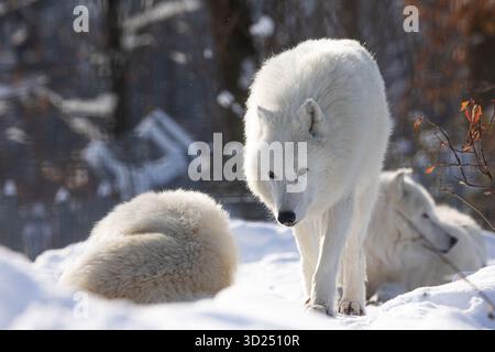 Il lupo artico (Canis lupus arctos) si impacchettano insieme Foto Stock