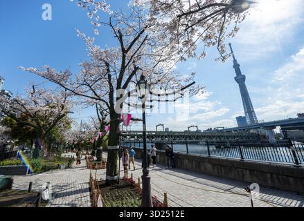 Parco Sumida con ciliegi in fiore, ciliegi giapponesi in fiore, lungomare lungo il fiume Sumida, Tokyo Skytree TV Tower sul retro, Asakusa, Tokyo Foto Stock