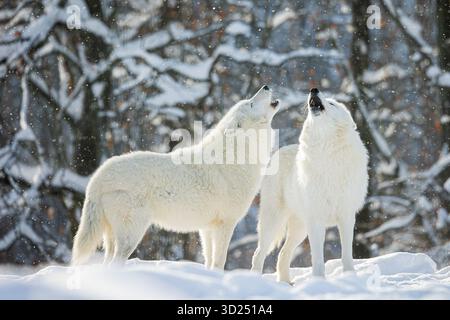 Lupo artico (Canis lupus arctos) a piedi attraverso la foresta innevata Foto Stock