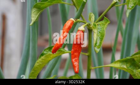 peperoncino rosso con foglie verdi Foto Stock