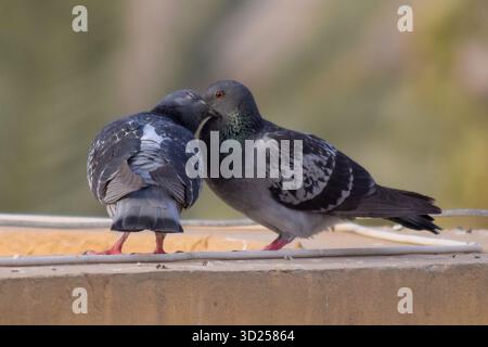 Immagine divertente di due piccioni di roccia (Columba livia) che si baciano intensamente Foto Stock