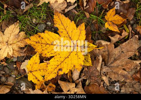 Foglie d'acero giallo vibrante su un fondo di foresta autunnale. Vista dall'alto verso il basso, niente persone Foto Stock