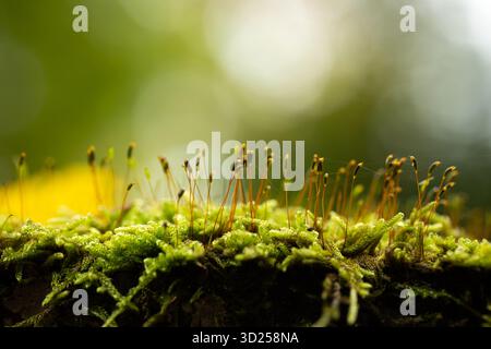 Macro shot di muschio verde con sporofiti che crescono su un tronco di alberi nella foresta. Riprese macro in primo piano, angolo basso, retroilluminazione, luci bokeh, niente persone Foto Stock