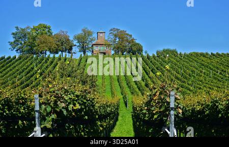Vigneto sull'isola di Reichenau sul lago di Costanza; Baden-Württemberg Foto Stock