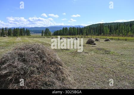 Prato verde con fieno raccolto in una zona montuosa in una soleggiata giornata estiva Foto Stock