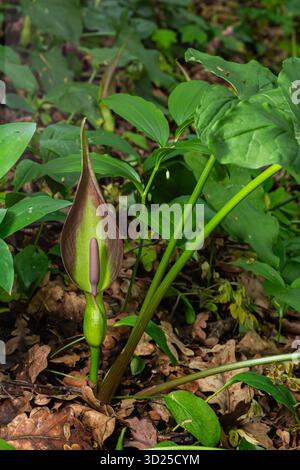 L'Arum maculatum comunemente noto come pinta di Cuckoo emerge all'inizio della primavera con la sua caratteristica infiorescenza circondata da un ricco fogliame verde in un ambiente sereno Foto Stock