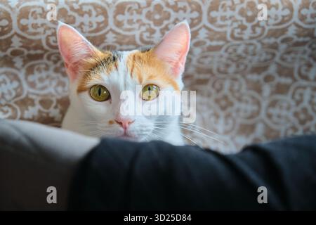 un gatto bianco con macchie rosse poggia sulla sedia Foto Stock