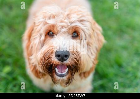 Ritratto di un cane bruno riccio riccio di Goldendoodle sull'erba in estate Foto Stock