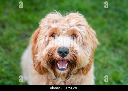 Ritratto di un cane bruno riccio riccio di Goldendoodle sull'erba in estate Foto Stock